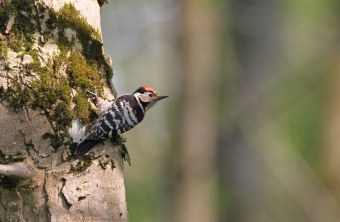 Kleinspecht | © Dr. Christoph Moning