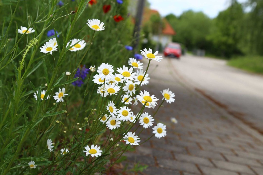 Blühfläche im Vorgarten | © Peter Bria