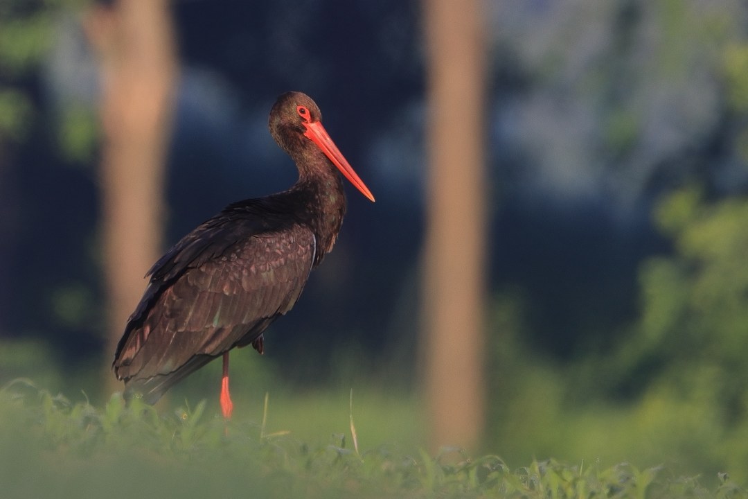 Schwarzstorch | © Stefan Masur