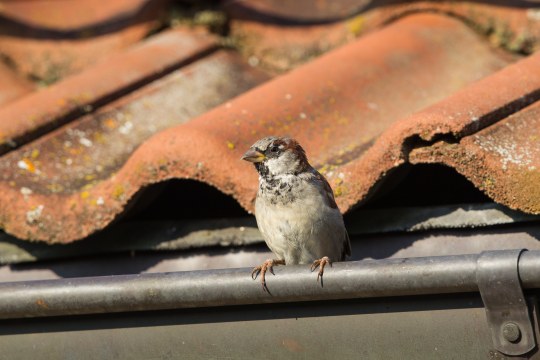 Spatz auf Regenrinne | © Claudia Becher