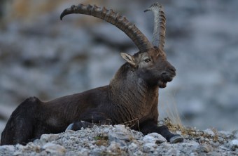 Steinbockmännchen liegend | © Henning Werth