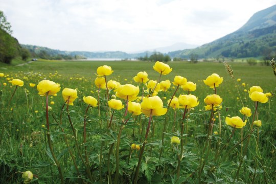 LBV Schutzgebiet Alpsee mit Trollblumen im Vordergrund | © Eva Schubert
