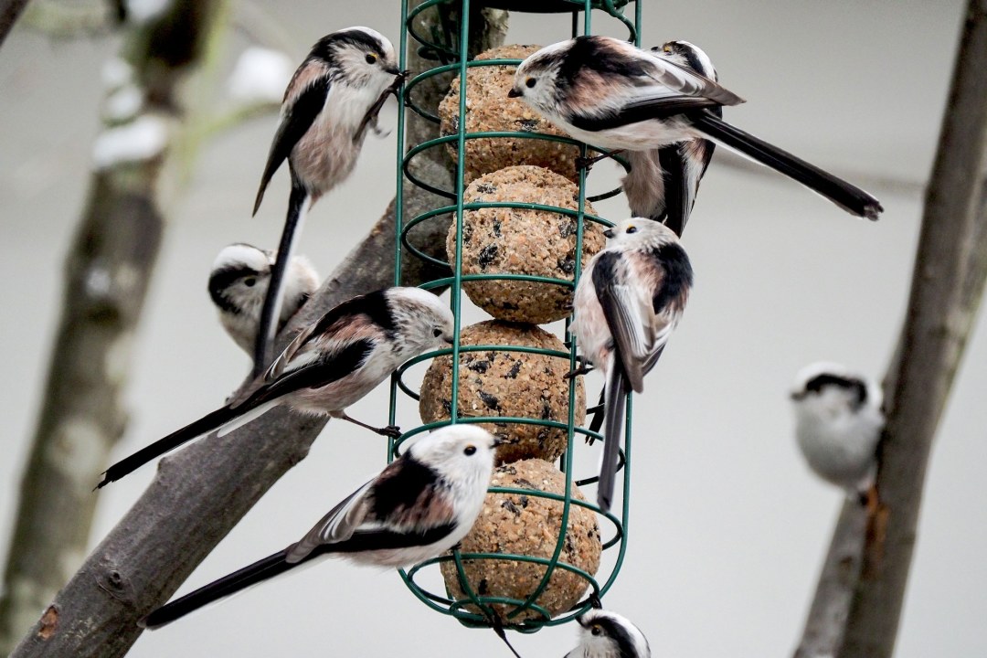 Schwanzmeise sitzt auf einem dünnen Ast und schaut direkt in die Kamera | © Antje Geigenberger