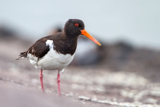 Austernfischer | © Markus Glässel