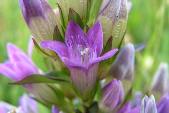 Lila Blüte eines Böhmischen Enzians | © Sabine Rösler