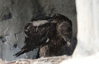 BG 1171 aus dem Alpenzoo Innsbruck | © Matthias Lehnert