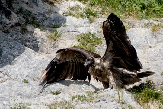 Bartgeier Nepomuk in der Nische setzt zum Flügelschlag an | © Richard Straub