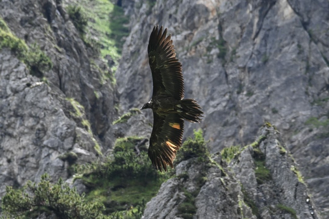 Bartgeier Wally fliegend | © Michael Wittmann