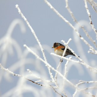 Bergfink | © Sabrina