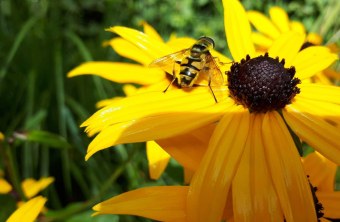 Freyuung-Grafenau | © Bernhard Haselbeck (Freyuung-Grafenau)