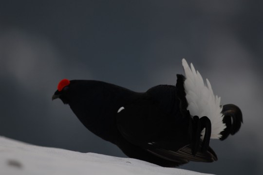 Birkhuhn im Schnee | © Henning Werth