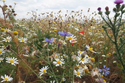 Blühfläche im Sommer. | © Franziska Wenger