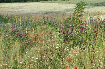 Blühfläche an einem Acker | © Thomas Staab