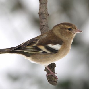 Buchfink-Weibchen auf einem dünnen Ast | © Reinhold Peisker