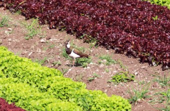 Pfaffenhofen | © Christian Kaindl (Pfaffenhofen)