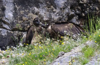 Dagmar und Recka schnäbeln | © Markus Leitner