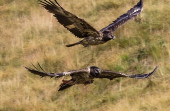 Dagmar zusammen mit anderem Bartgeier | © Luca Buehler