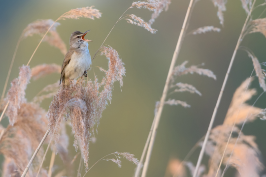 Drosselrohrsänger singt auf einen Schilf | © Markus Glaessel
