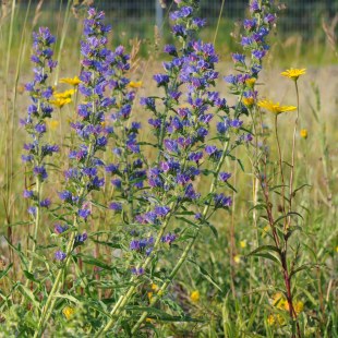 Echium vulgare Natternkopf  | © Dr Eberhard Pfeuffer