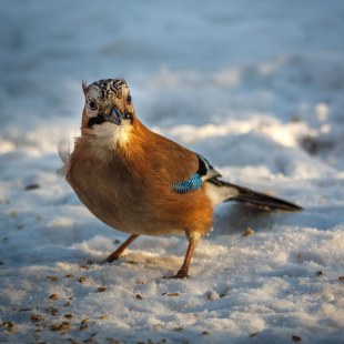 Eichelhäher steht im Schnee | © Manuela Rauschning