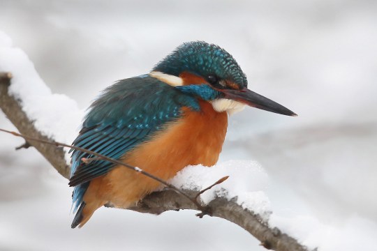 Eisvogel auf einem verschneiten Ast | © Jost Michelmann