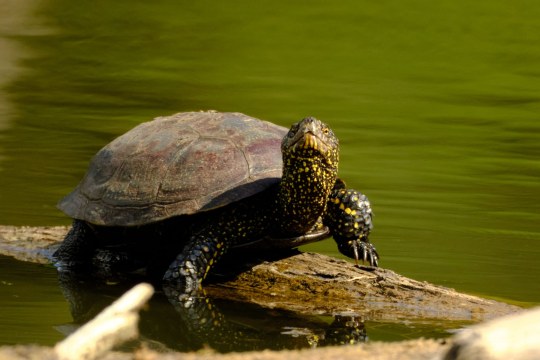 Europäische Sumpfschildkröte |© Kirsten Schindler