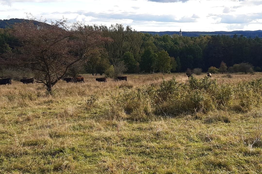 Extenisve Beweidung | © Nadja Dammer