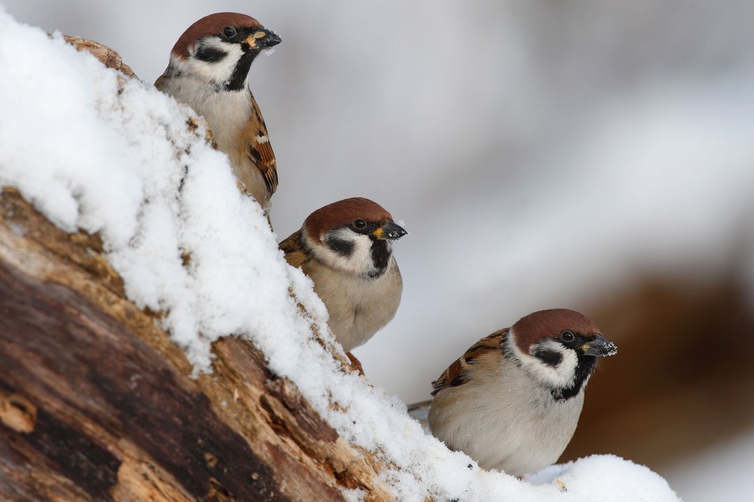 Drei Feldsperlinge sitzen versetzt auf einem mit Schnee bedeckten Ast und schauen nach rechts | © Manfred Kühn