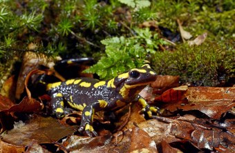 Feuersalamander | © Benny Trapp/ Frogs and Friends