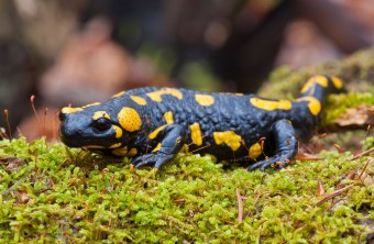 Feuersalamander kriecht durch das Moos | © Wolfgang Lorenz