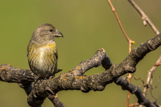 Fichtenkreuzschnabel Weibchen | © Michael Guggenberg