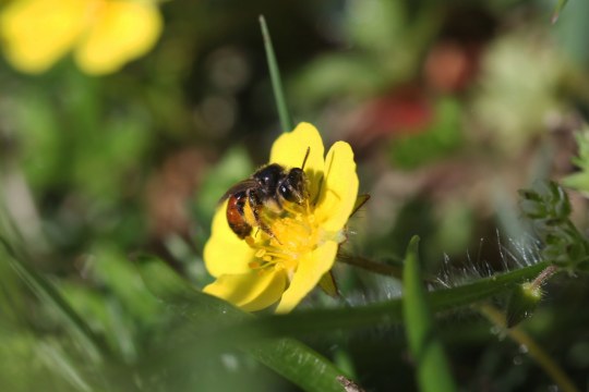 Eine Sandbiene sitzt auf einer gelben Blüte | © Tarja Richter