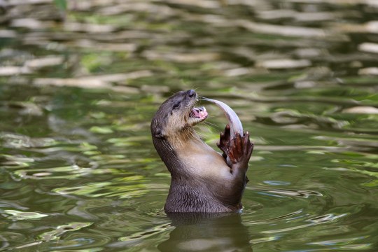 Fischotter mit Fisch im Wasser | © Fotolia