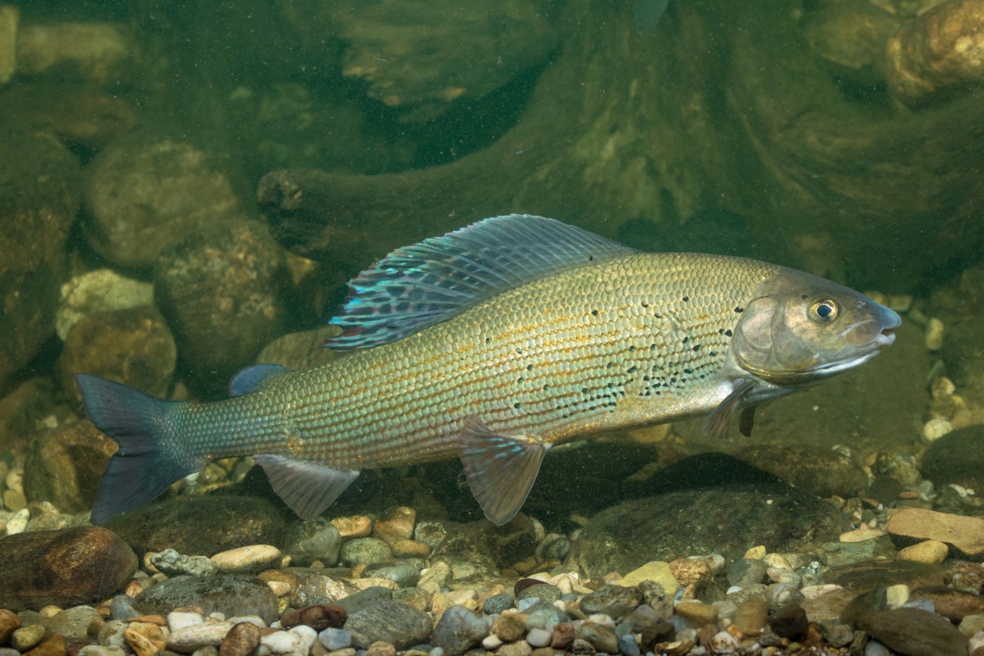 Europäische Äsche | © Andreas Hartl