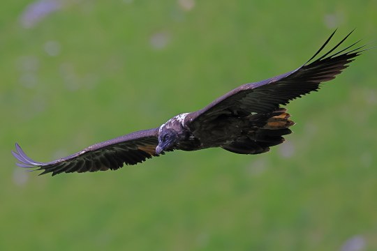 Bartgeier Dagmar | © Markus Leitner