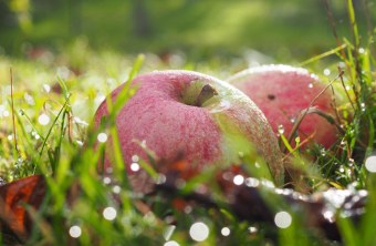 Streuobst | © Franziska Wenger