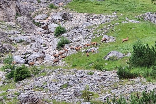 Ein großer Gamskindergarten zog in die Halsgrube hinunter | © David Schuhwerk