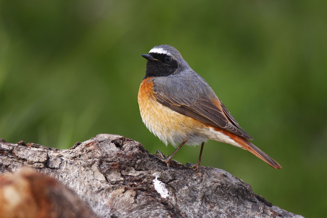Gartenrotschwanz auf einem alten toten Ast eines Baumes | © Marcus Bosch