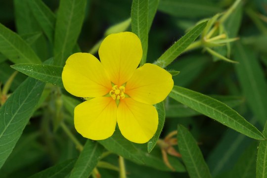 Großblütiges Heusenkraut | © LBV
