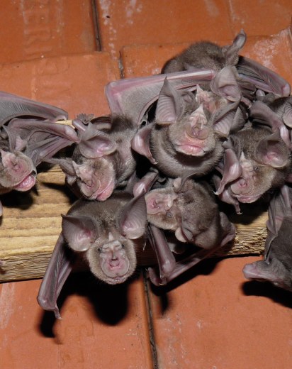 Große Hufeisennase | © R. Leitl