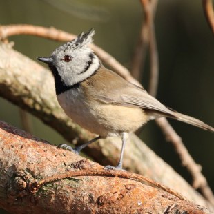 Haubenmeise auf einem Ast | © Carl-Peter Herbolzheimer