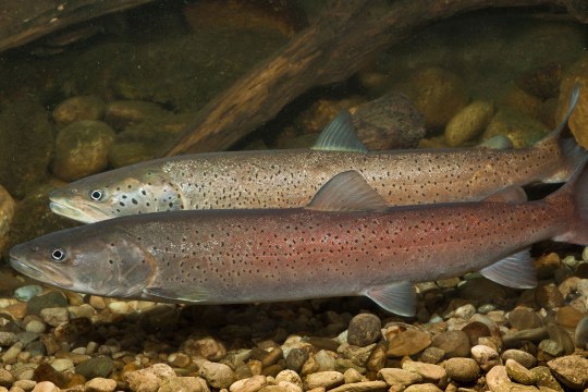 Zwei Huchen im Wasser | © Andreas Hartl