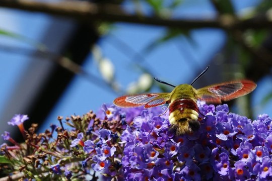 Hummelschwärmer auf Flieder | © Gabi Behr