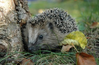 Igel | © Peter Bria