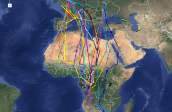 Zugrouten der bayerischen und weißrussischen Kuckucke (Linien mit Pfeilen) sowie der britischen Vögel vom BTO (Linien mit Punkten) | © BTO, LBV, APB