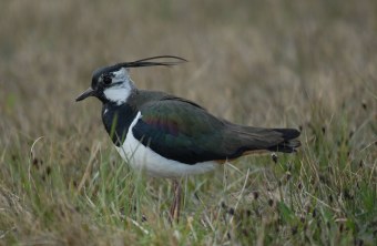 Kiebitz im Gras | © Henning Werth