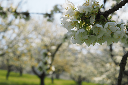 Streuobstwiese | © Franziska Wenger