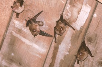 Vier Kleine Hufeisennase hängen an einer Holzdecke  | © Andreas Hartl/LBV Bildarchiv