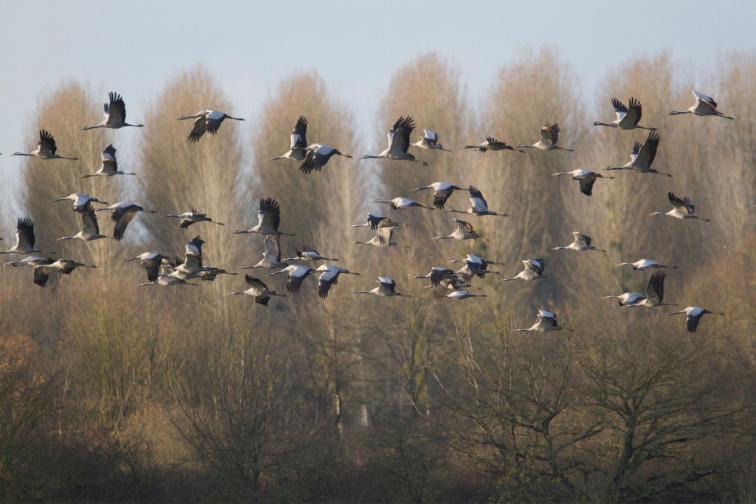 Kranich | © Rosl Rössner