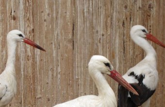 Drei Weißstörche in der Vogelstation Regenstauf | © Christian Stierstorfer